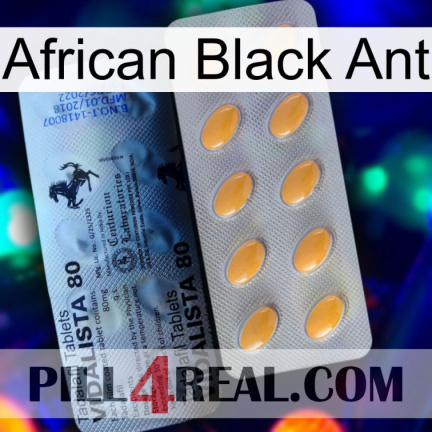 African Black Ant 44